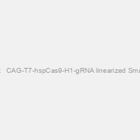 Multiplex gRNA Kit + CAG-T7-hspCas9-H1-gRNA linearized SmartNuclease vector